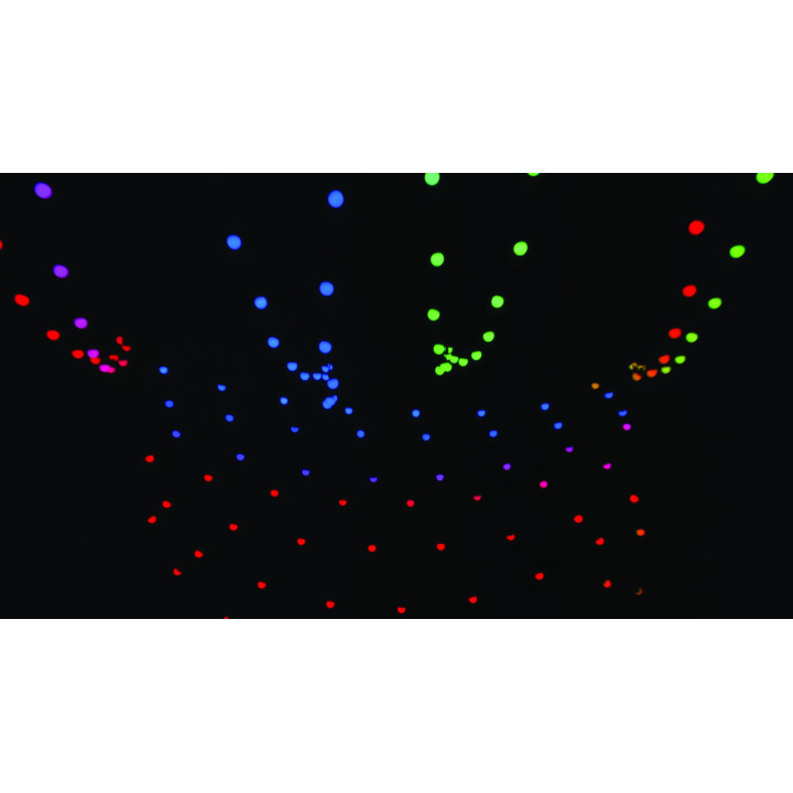 41757 Showtec Festoon Q4 String IP65 20 Pixel 15m RGBW catena luminosa luci controllabili individualmente esterno KaotikaStore